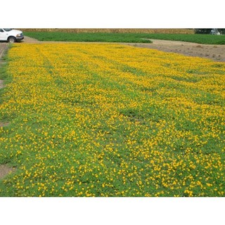5h hạt giống cỏ lạc đậu phộng lùn sống lâu năm