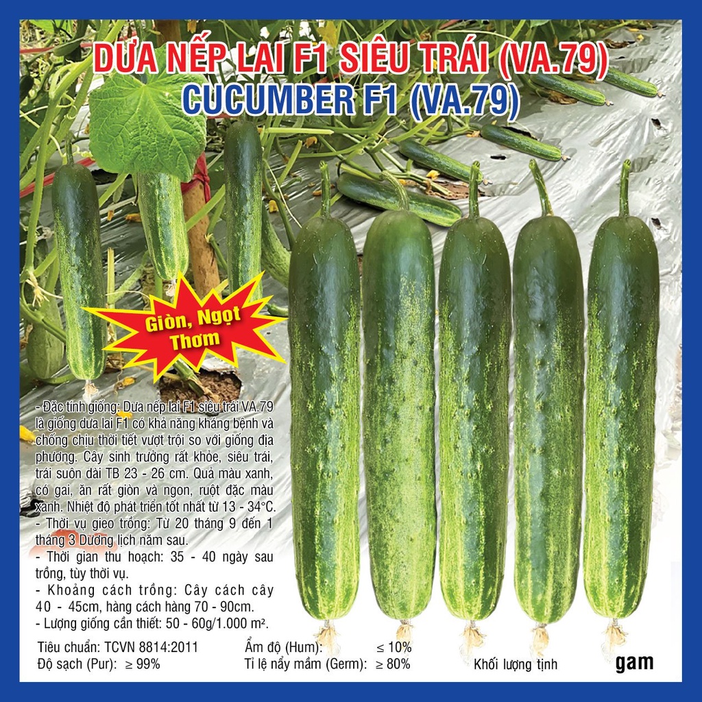 Hạt giống Dưa Nếp Lai F1 VA.79 - Siêu trái, năng suất cao, chất lượng tốt