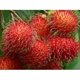 Cây giống Chôm chôm Thái ( giống ghép cho trái siêu sớm siêu trái)