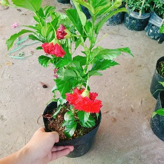 Cây Dâm Bụt Đỏ Cánh Kép