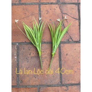 lá lan cao su cao cấp