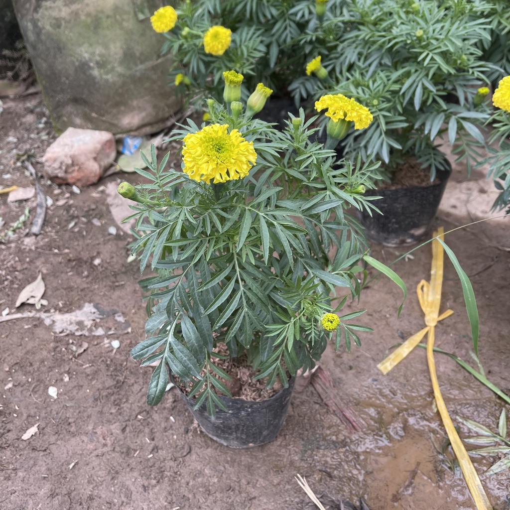 Cây hoa cúc vạn thọ vàng chiều cao 25cm hoa siêu bền nhiều nụ,thích hợp trang trí ban công ngày tết