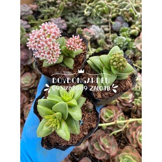 Cây sen đá crassula tứ phương xanh 3-4cm Crassula Springtime_hàng sẵn