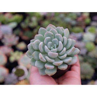 Sen Đá Cúc Xoáy Size Bầu 5cm Hư 1 Đổi 1