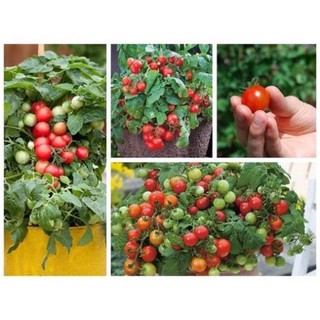 Hạt giống cà chua bi lùn đỏ túi 30 hạt