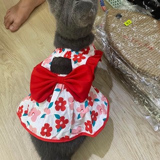 Áo đầm Tết cho Thú cưng