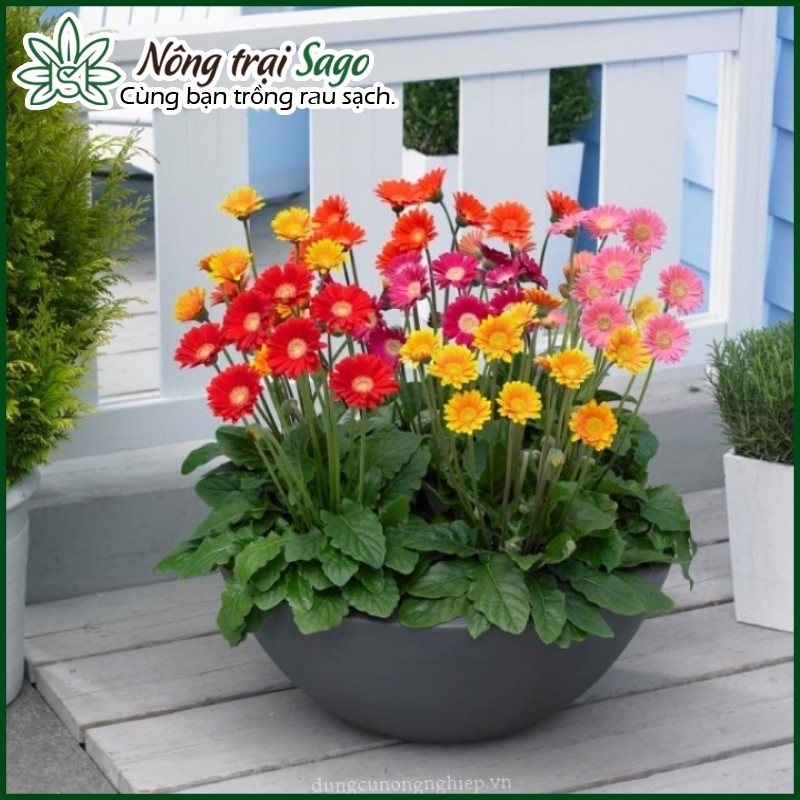 Hạt giống Hoa Đồng Tiền Nhiều Màu (gói 10 hạt) - Nông Trại Sago