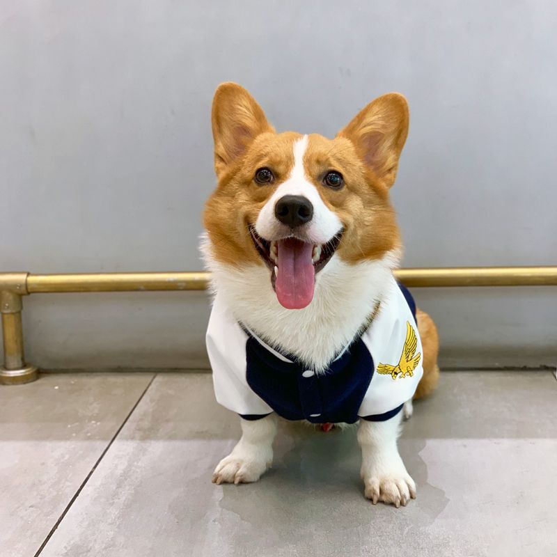 Áo Khoác Bóng Chày Giữ Ấm Mùa Thu Đông Kích Thước Vừa / Nhỏ / Vừa / Chó Corgi Phong Cách Đường Phố Schnauzer Shiba In
