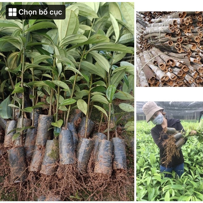 Combo 5 cây Quế giống bầu nhiều rễ sống 100%