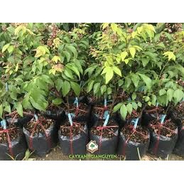 cây giống khế ngọt ( cây siêu đẹp + cây ghép siêu sớm trái)