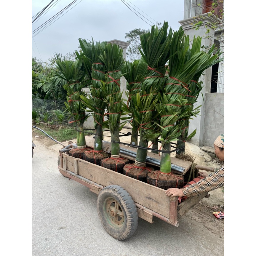 Cau lùn xịn