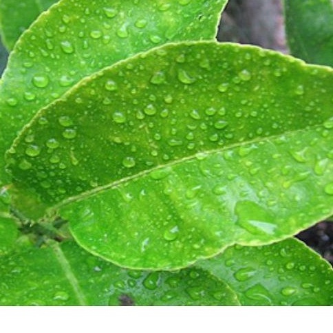 100gr Lá chanh  ( tươi)