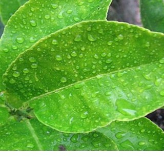 100gr lá chanh