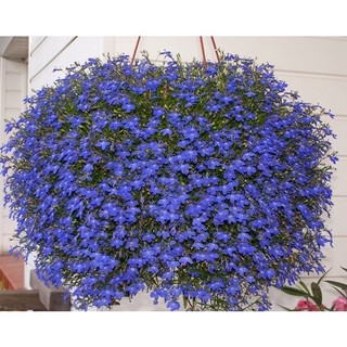 50h hạt giống hoa cúc lobelia rủ mix