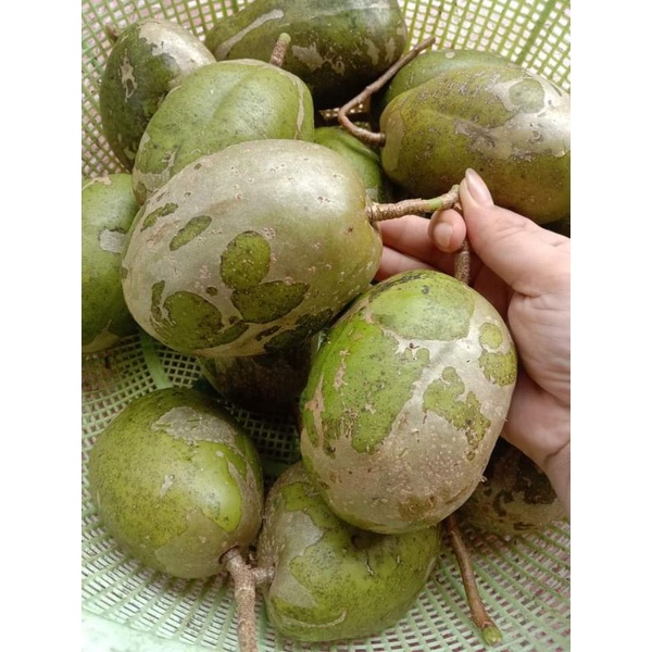 Cóc cày Thái  ...Cóc  cày  lùn...