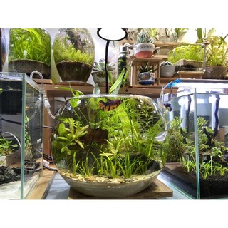 Combo bể thuỷ sinh mini tự setup, bể cá mini, bể cá văn phòng, bể cá để bàn
