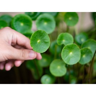 1gr hạt giống rau má lá nhỏ