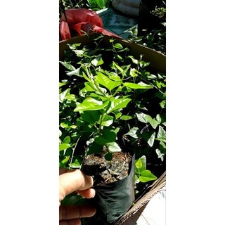 Cây giống sương sâm, cây lớn, ảnh thật chụp tại vườn.