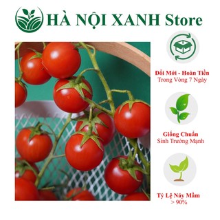 Cà chua bi quả ngọt