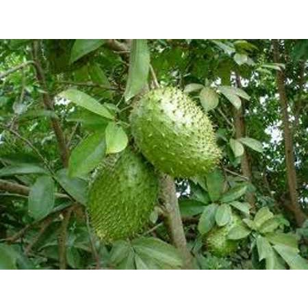 Giống cây mãng cầu xiêm thái chất lượng