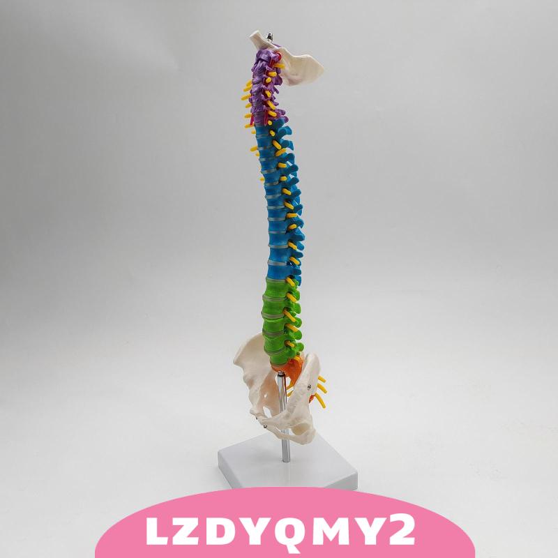 Giá Đỡ Mô Hình Xương Cột Sống Linh Hoạt Có Chân Đứng Pelvis