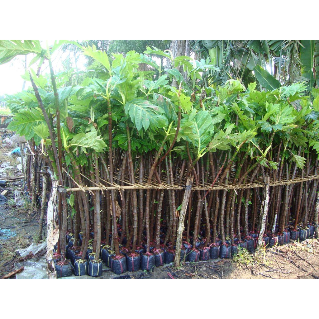 CÂY GIỐNG SAKE (cây to)