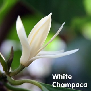 Tinh dầu Mộc lan trắng White Champaca Essential Oil (Magnolia)
