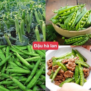 10g hạt giống đậu hà lan