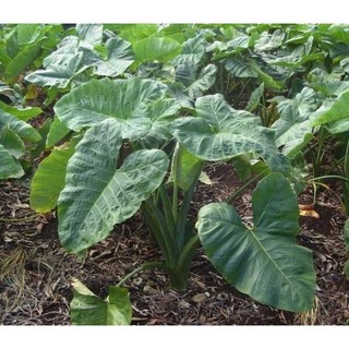 Cây giống khoai môn trắng - cây giống to, củ size mẹ