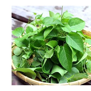 10h hạt giống lá giang