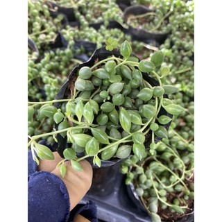Cây Sen đá mắt nai hạt ngọc dài🌵 ❣ [Chính hãng]⚡ [Ảnh thật] ❤ [FreeShip] ✈ [Có sẵn]