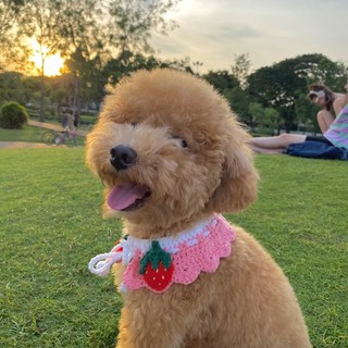 Yếm vòng cổ trái dâu cho chó mèo