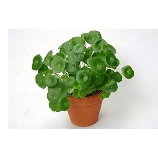 1gr hạt giống rau má lá nhỏ