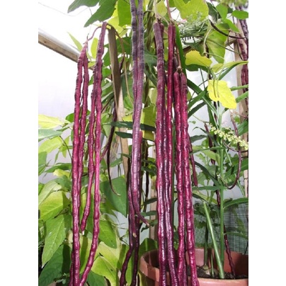 Gói 10 gram hạt giống đậu đũa tím