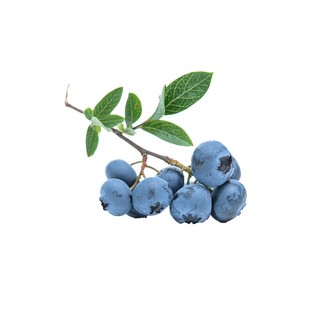 30h hạt giống quả việt quất blueber