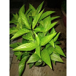 lá cẩm tím nhật cho màu tím đậm( 500g)
