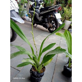 Vũ nữ Anh Đào hoa thơm đang nụ tết
