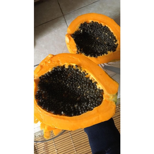 Hạt giống đu đủ ruột vàng ta