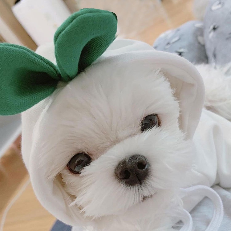 Áo Nỉ Có Mũ Trùm Hình Củ Cải Màu Trắng Phong Cách Giáng Sinh Mới Dành Cho Chó Mèo