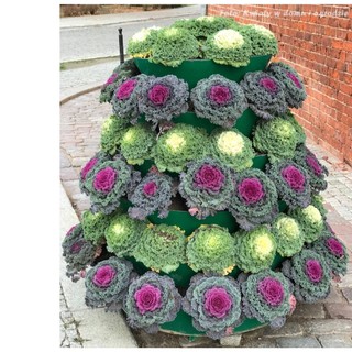 10h hạt giống cải xoăn kale mix màu