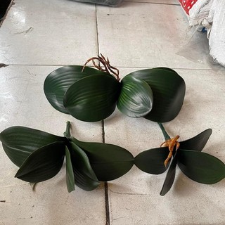 LÁ LAN HỒ ĐIỆP