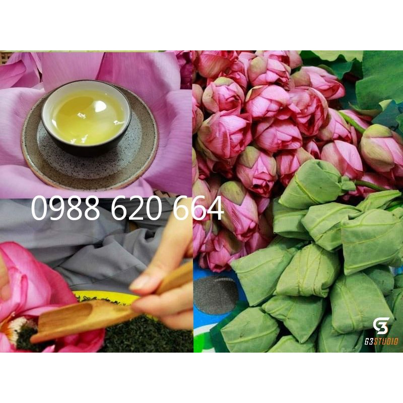 10 Búp Trà Ướp Sen Tây Hồ Tươi Cao Cấp