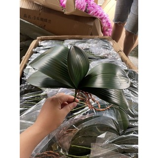 lá lan cao su cao cấp