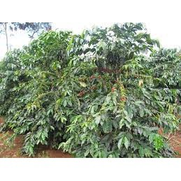 Cây cà phê arabica giống chuẩn