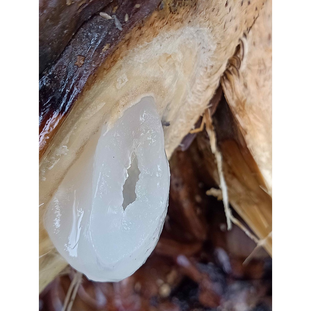 27 trái dừa nước tươi nguyên trái về tự chẽ