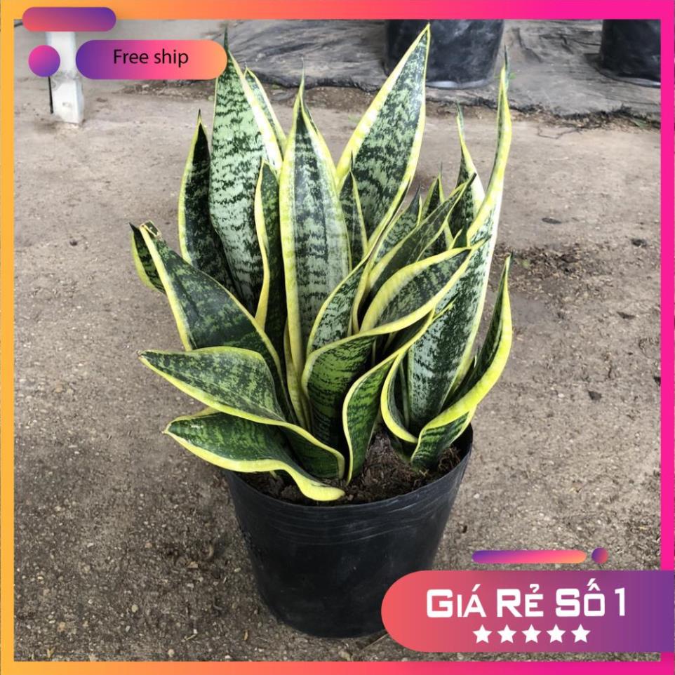 Cây lưỡi hổ vàng bụi to, Cao 25cm lá viền vàng thân mập mạp mang phong thủy tốt