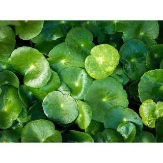1gr hạt giống rau má lá nhỏ