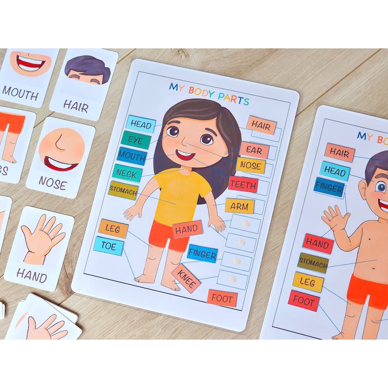 HỌC LIỆU bóc dán Montessori bộ phận cơ thể người - Body Parts
