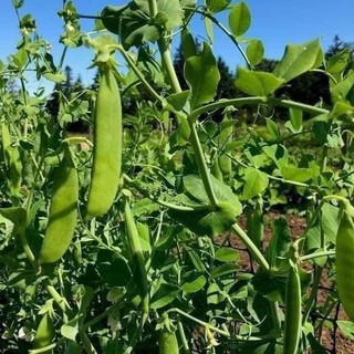 50g Hạt giống Đậu Hà Lan ( đã tét độ nảy mầm  vừa ăn ngọn vừa lấy Hạt )