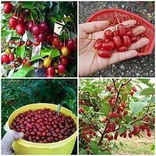 Cây nhót ngọt siêu trái ( giống siêu đẹp + siêu tốt)